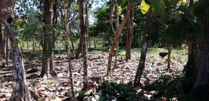 Finca en Venta Bagala 8 Hectareas