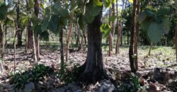 Finca en Venta Bagala 8 Hectareas