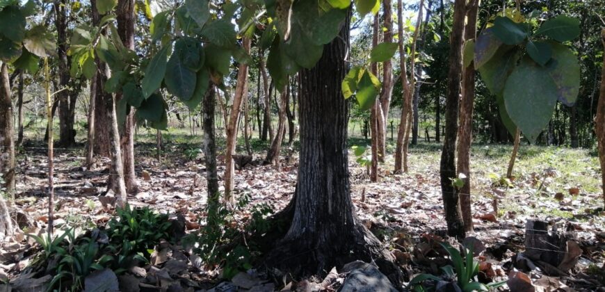 Finca en Venta Bagala 8 Hectareas